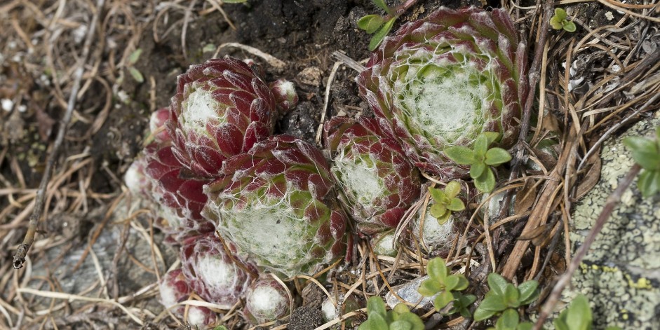 Sempervivum arachnoideum