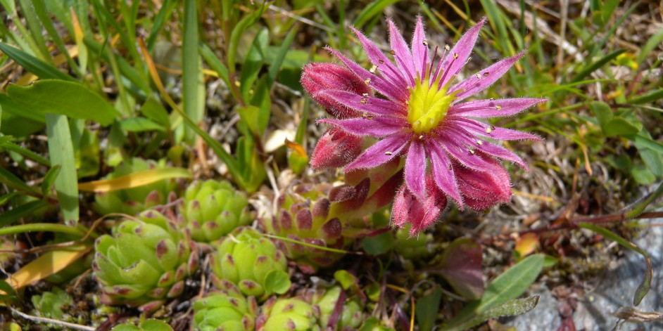 Sempervivum montanum