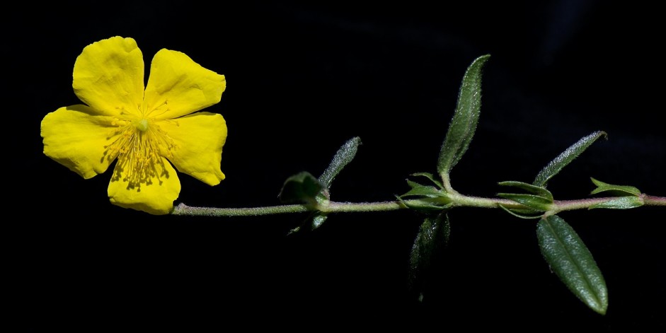 Helianthemum nummularium