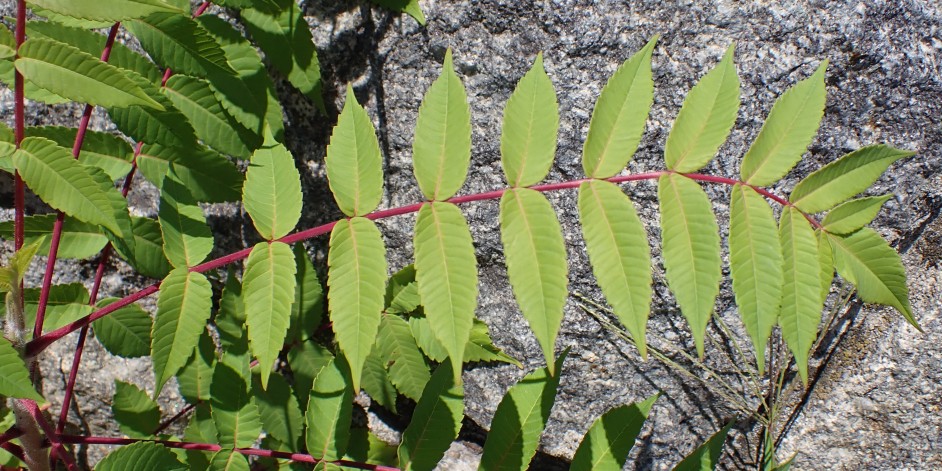 Rhus typhina