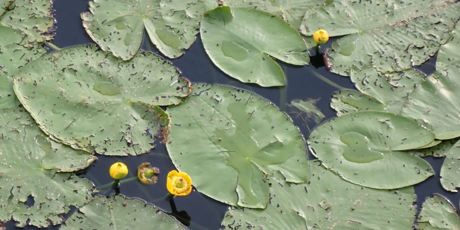 Nuphar lutea