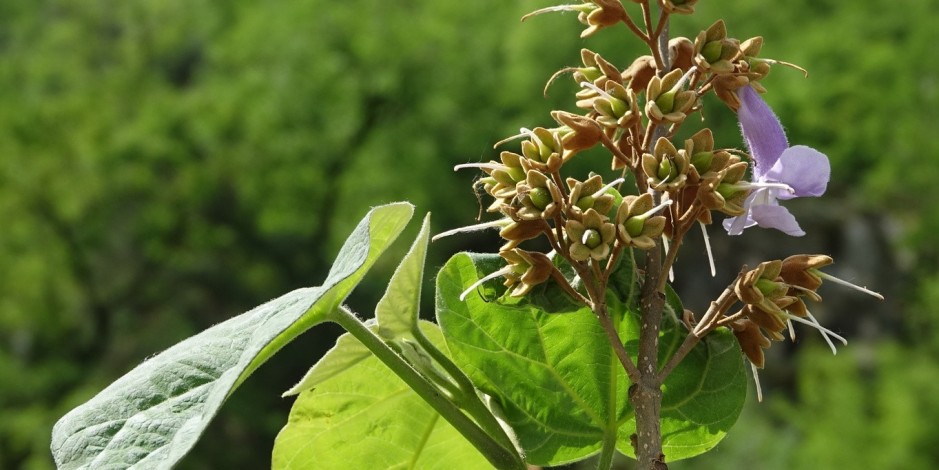 Paulownia tomentosa