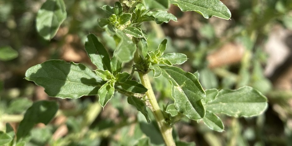 Amaranthus albus