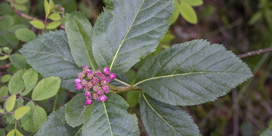 Sorbus chamaemespilus