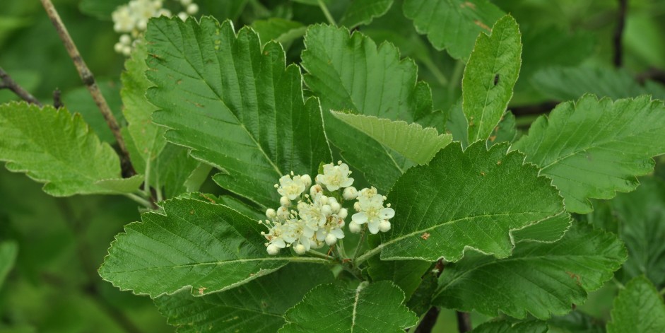 Sorbus mougeotii