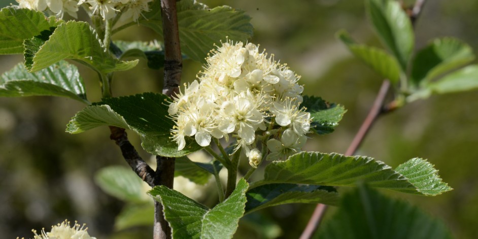 Sorbus aria