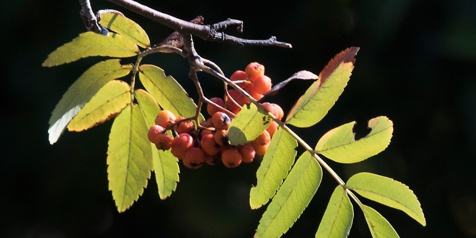 Sorbus aucuparia