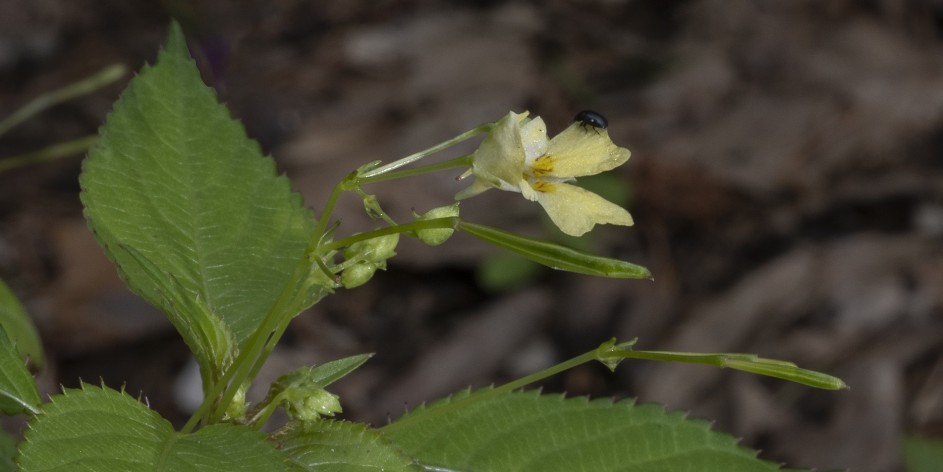 Impatiens parviflora