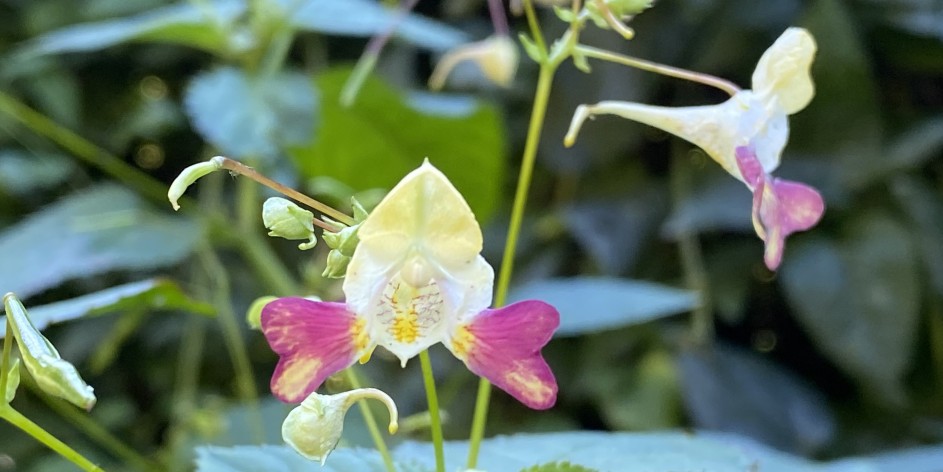 Impatiens parviflora × balfourii