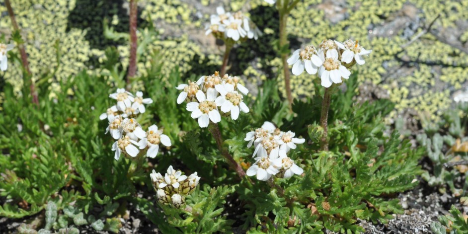 Achillea erba-rotta subsp. moschata