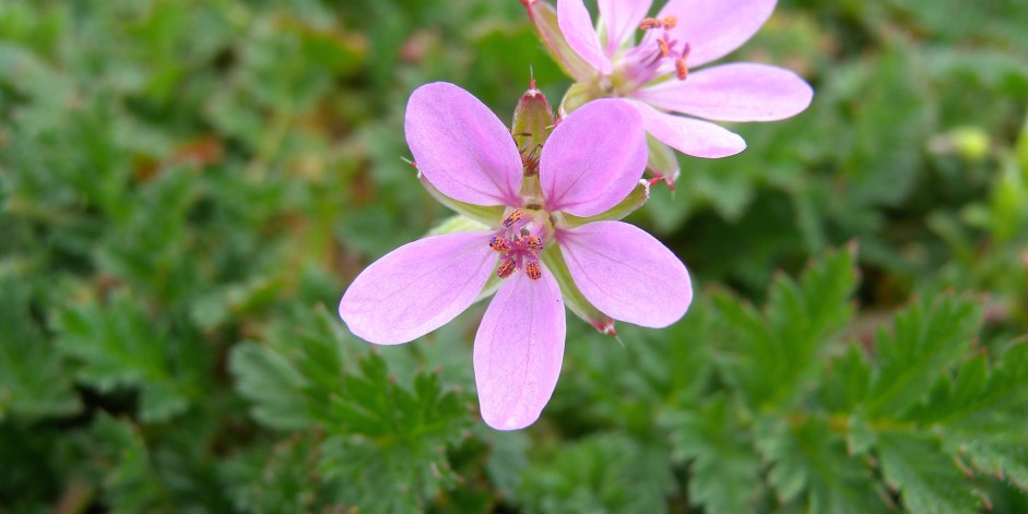 Erodium cicutarium