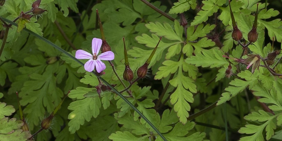 Geranium robertianum subsp. robertianum