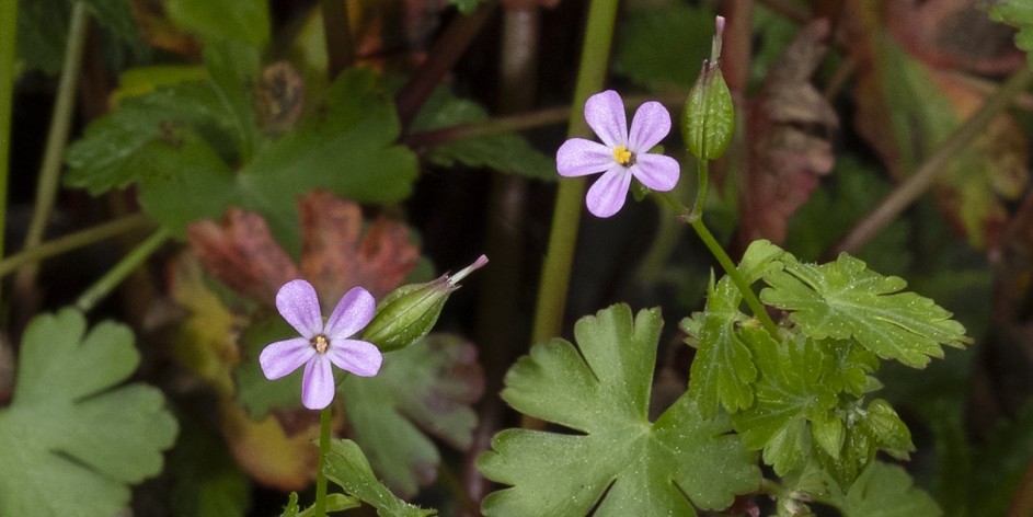 Geranium lucidum