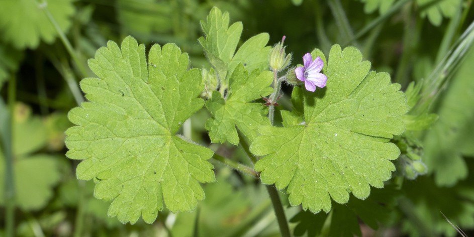 Geranium rotundifolium