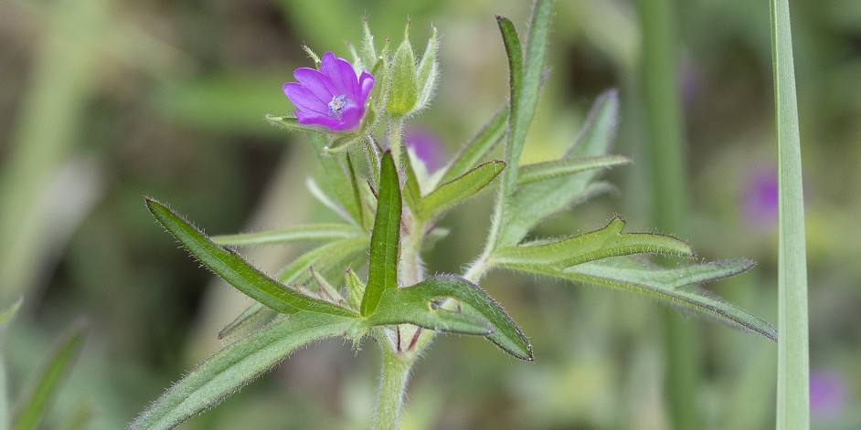 Geranium dissectum