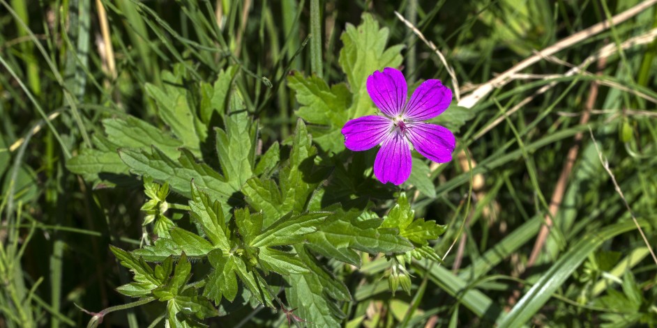 Geranium palustre