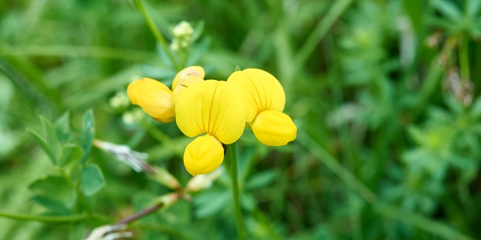 Lotus corniculatus