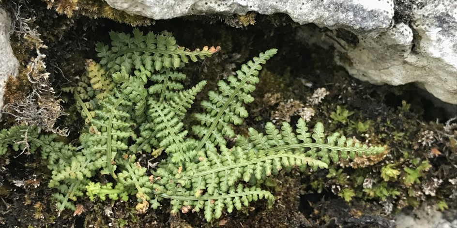 Asplenium fontanum