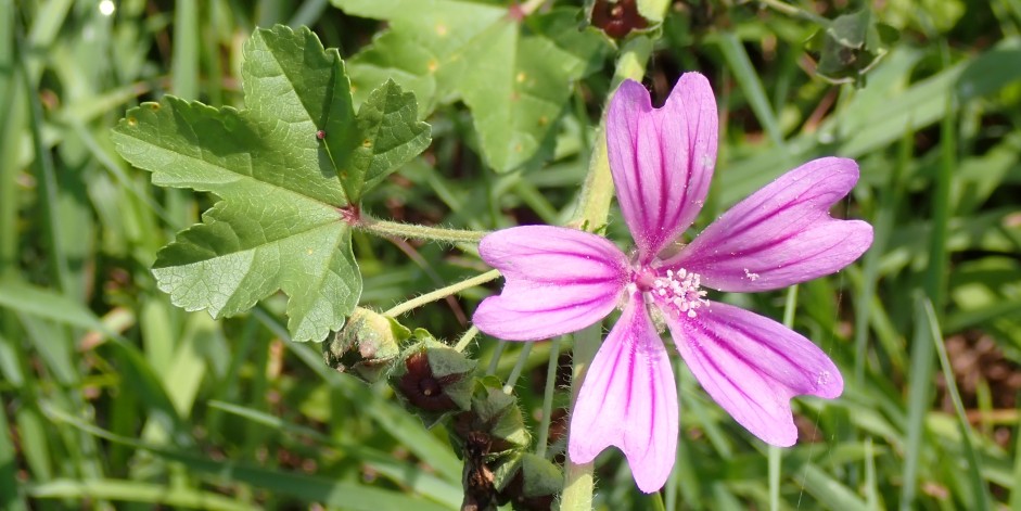 Malva sylvestris