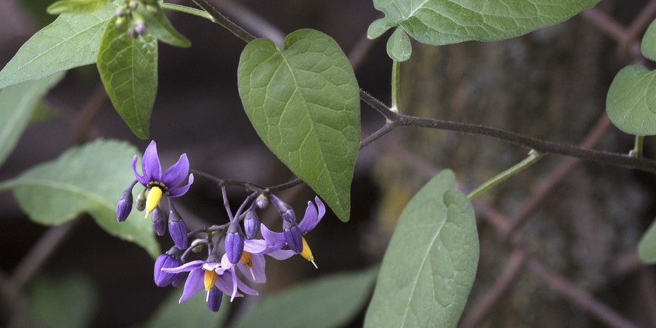 Solanum dulcamara