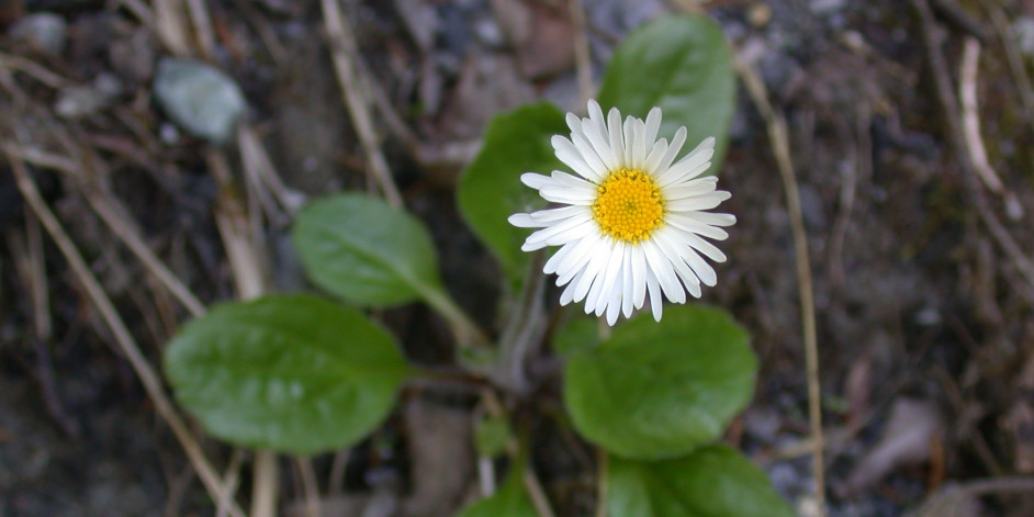 Aster bellidiastrum