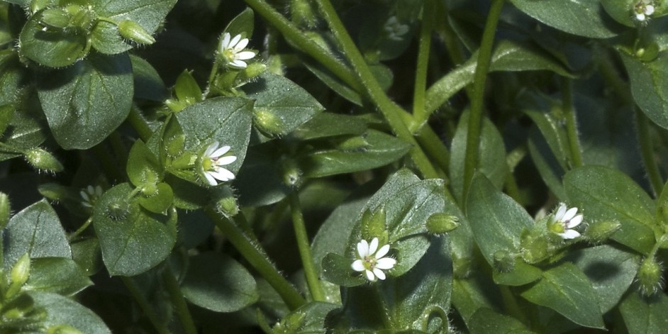 Stellaria media aggr.