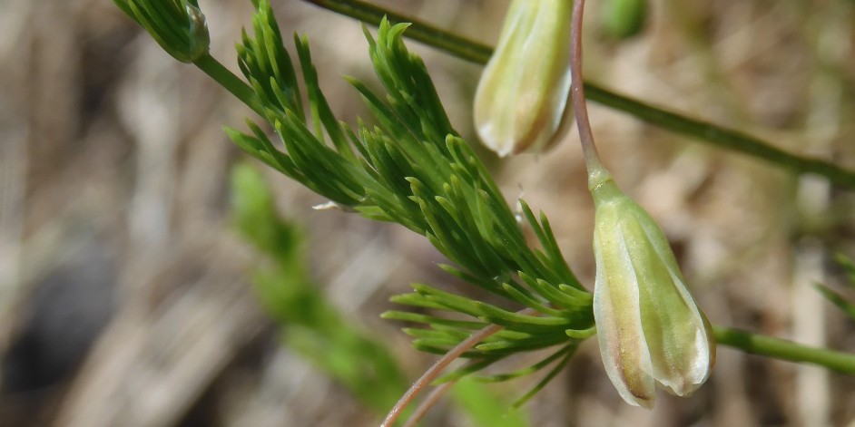 Asparagus tenuifolius