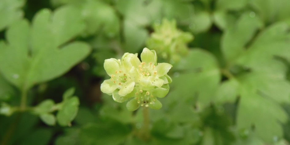 Adoxa moschatellina