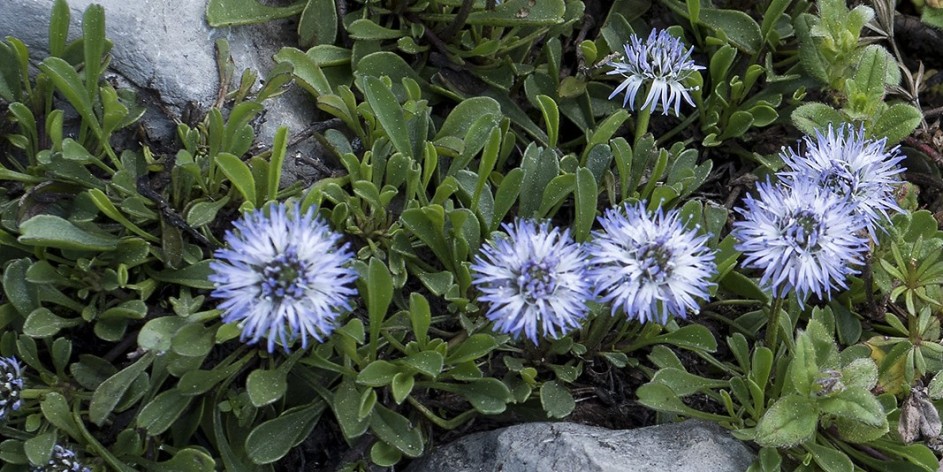 Globularia cordifolia