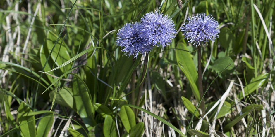 Globularia nudicaulis