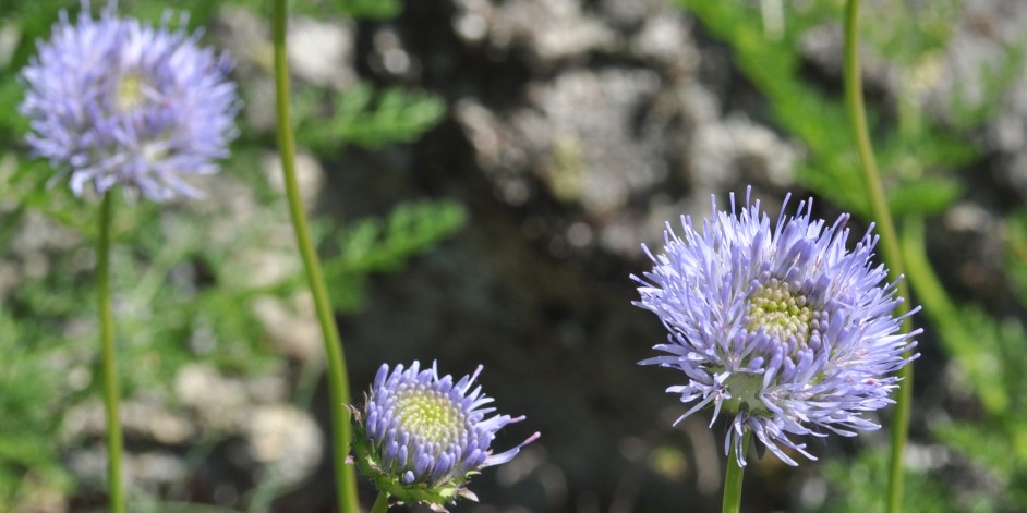 Jasione montana