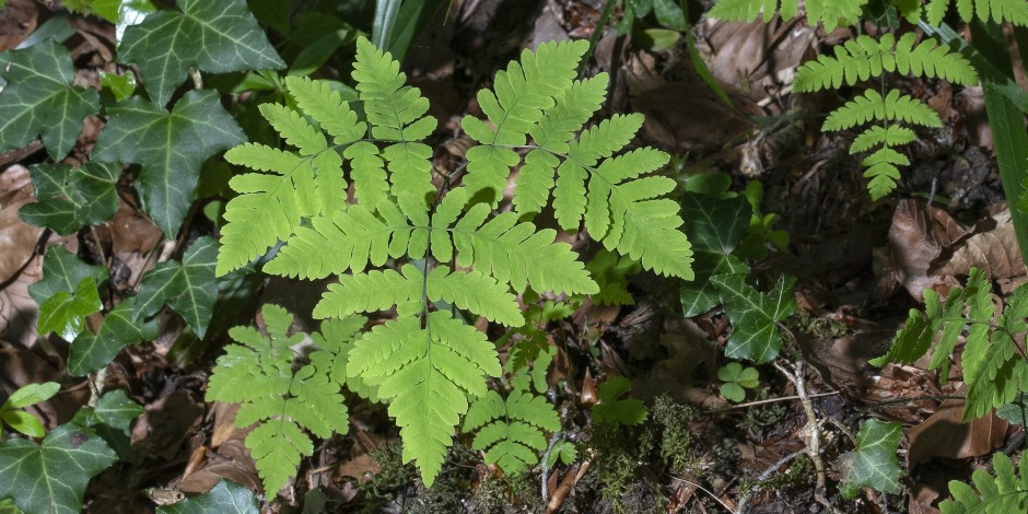 Gymnocarpium dryopteris