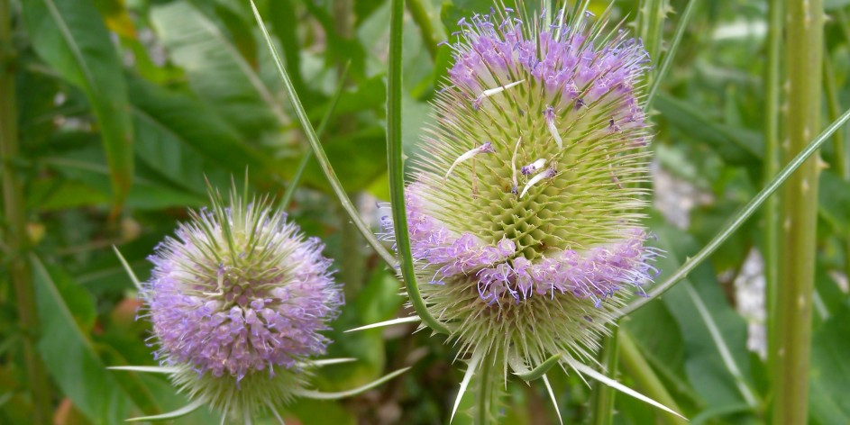 Dipsacus fullonum