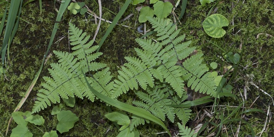 Gymnocarpium robertianum