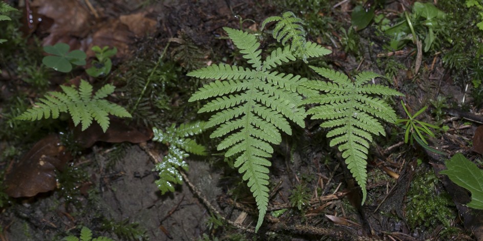 Phegopteris connectilis