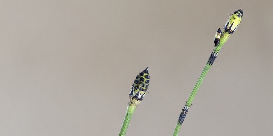 Equisetum ×trachyodon