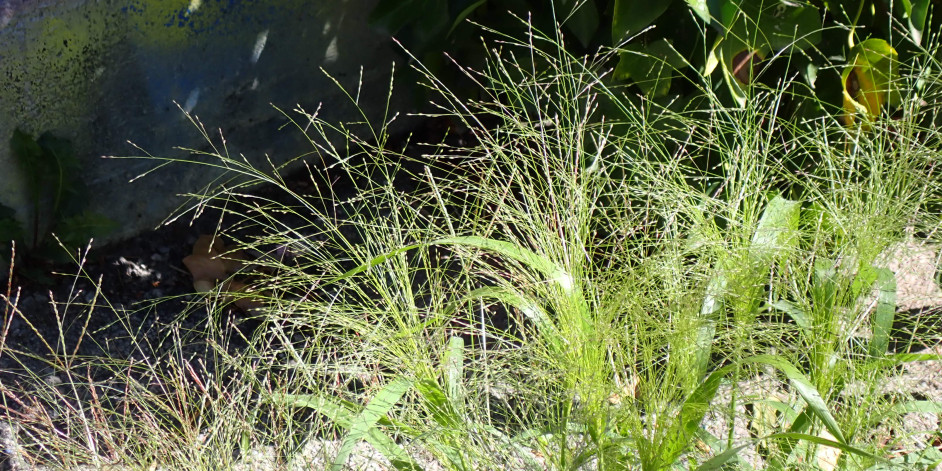 Panicum capillare aggr.
