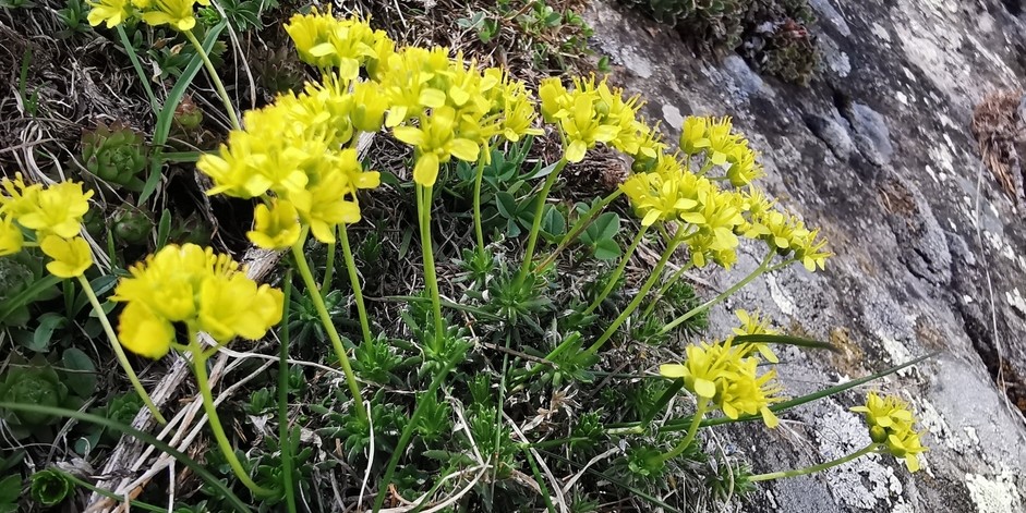 Draba aizoides