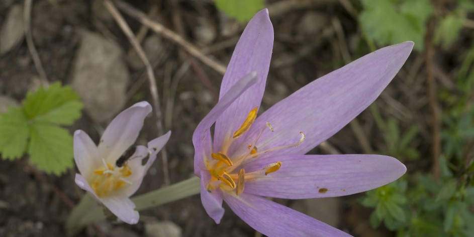 Colchicum autumnale