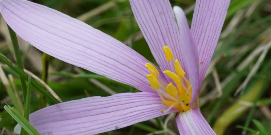 Colchicum alpinum