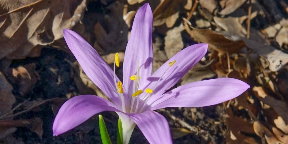 Bulbocodium vernum