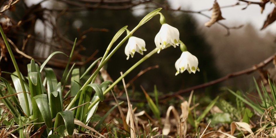 Leucojum vernum