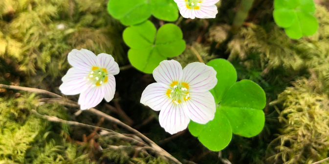 Oxalis acetosella