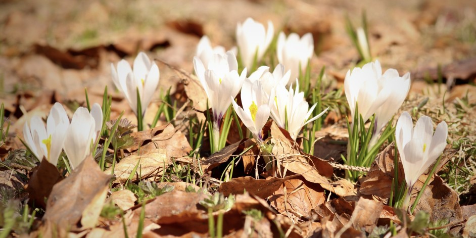 Crocus albiflorus