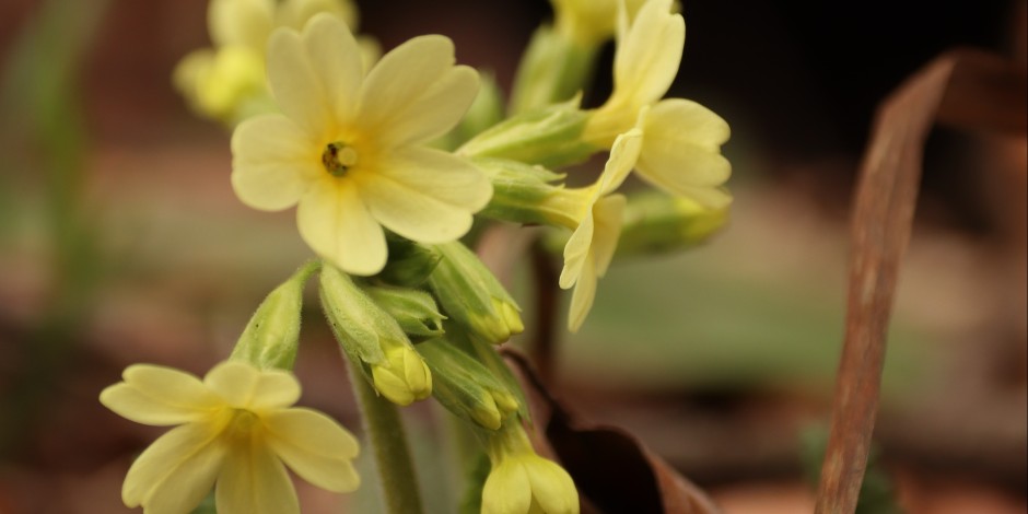 Primula elatior