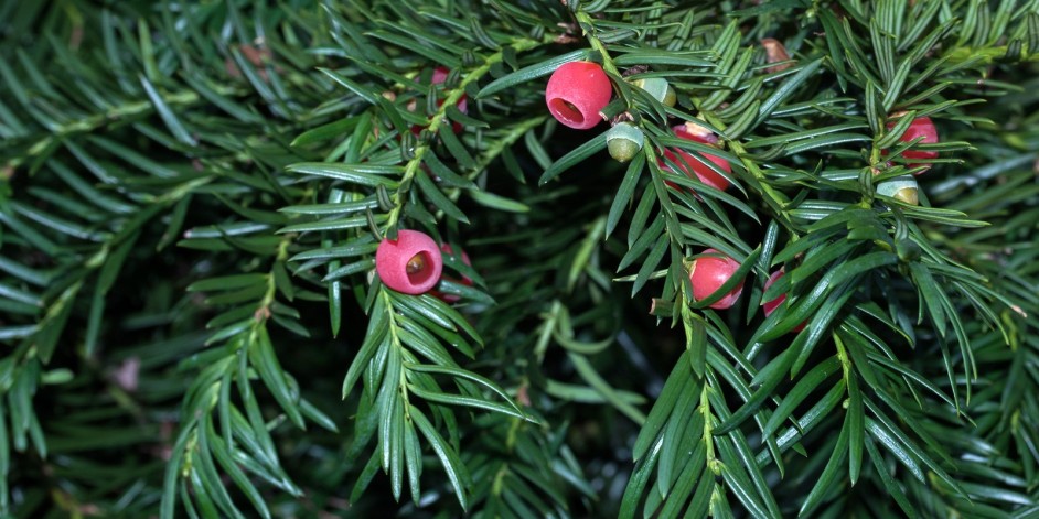 Taxus baccata