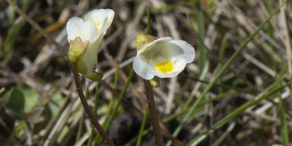 Pinguicula alpina