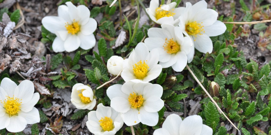 Dryas octopetala