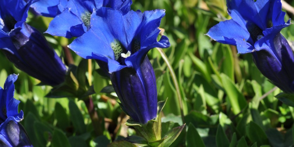 Gentiana acaulis