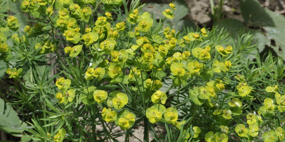 Euphorbia cyparissias